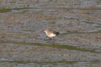 Calidris temminckii