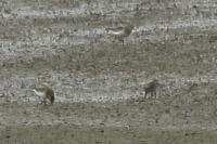 Calidris temminckii