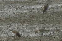 Calidris temminckii