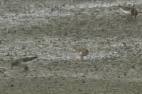 Calidris temminckii