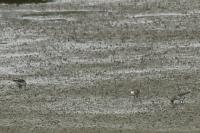 Calidris temminckii