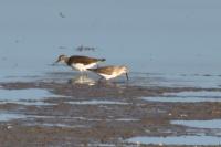 Calidris ferruginea