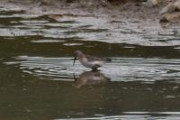 Calidris ferruginea
