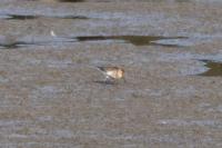 Calidris alpina