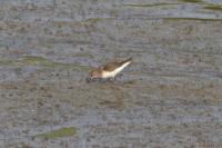 Calidris temminckii