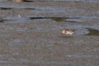 Calidris alpina