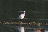 Platalea leucorodia