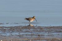 Gallinago gallinago