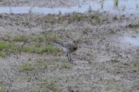 Motacilla alba