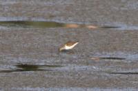 Actitis hypoleucos