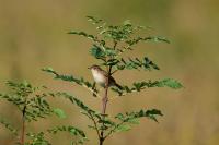 Cisticola juncidis
