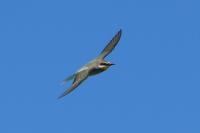 Merops apiaster