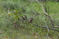 Muscicapa striata