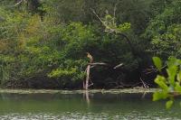 Ardea purpurea