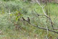 Muscicapa striata