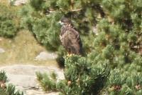Buteo buteo