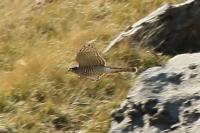 Accipiter nisus
