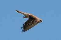 Falco tinnunculus