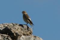 Ficedula hypoleuca
