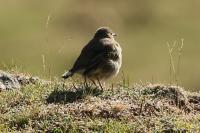Anthus spinoletta