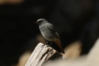 Phoenicurus ochruros