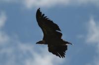 Gyps fulvus