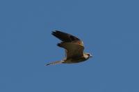 Falco tinnunculus