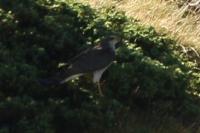 Accipiter nisus