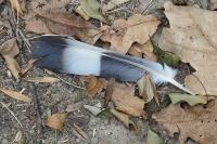 Columba palumbus