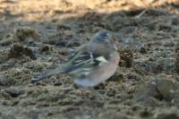 Fringilla coelebs