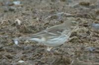 Anthus spinoletta