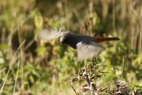Phoenicurus ochruros