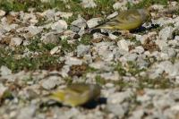 Carduelis citrinella