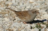 Prunella modularis