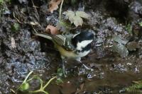 Periparus ater