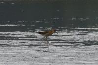 Calidris pugnax