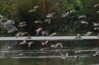 Charadrius hiaticula