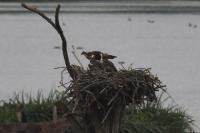 Pandion haliaetus