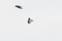 Sternula albifrons