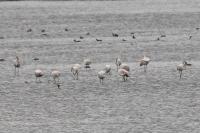 Phoenicopterus roseus