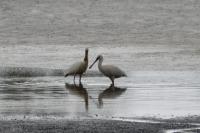 Platalea leucorodia