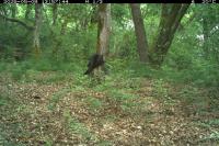 Corvus corone