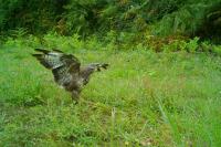 Buteo buteo