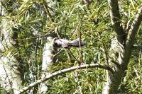 Aegithalos caudatus