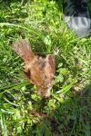 Troglodytes troglodytes