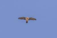 Gypaetus barbatus