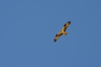 Pandion haliaetus