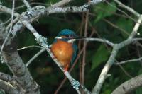 Alcedo atthis