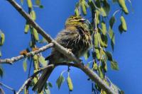 Emberiza cirlus