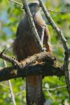 Milvus milvus